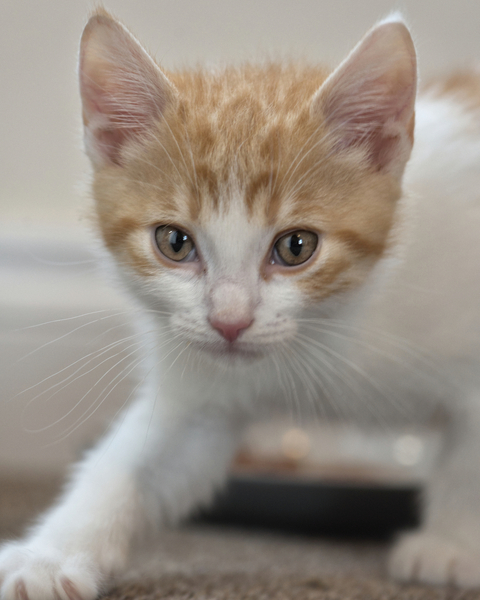 Kitten Stalking von Ant Smith