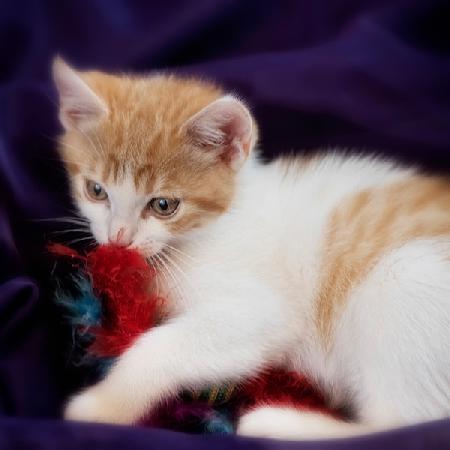 Kitten with Red Feather