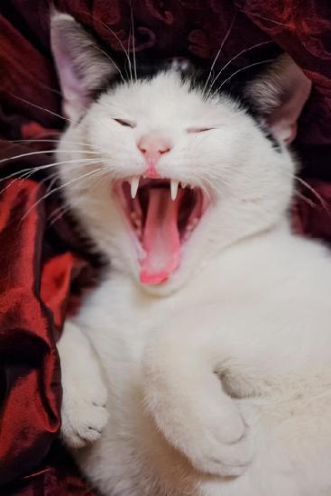 Kitten Yawns