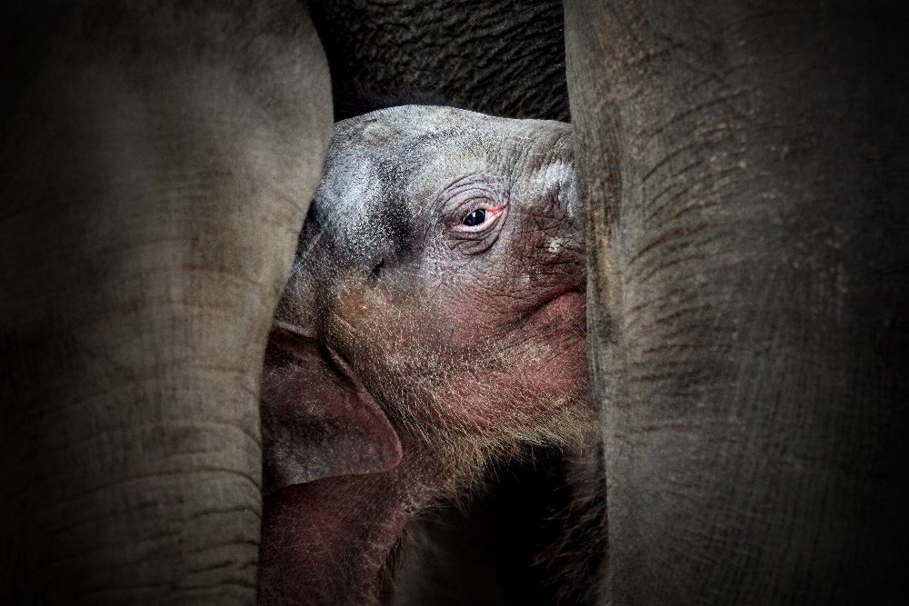 DAS UNVERGESSLICHE WISSEN DER NEUGEBORENEN von Antje Wenner-Braun