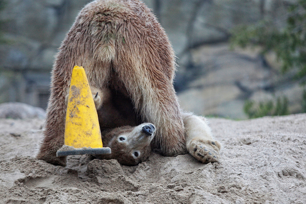 GOTCHA!! von Antje Wenner-Braun