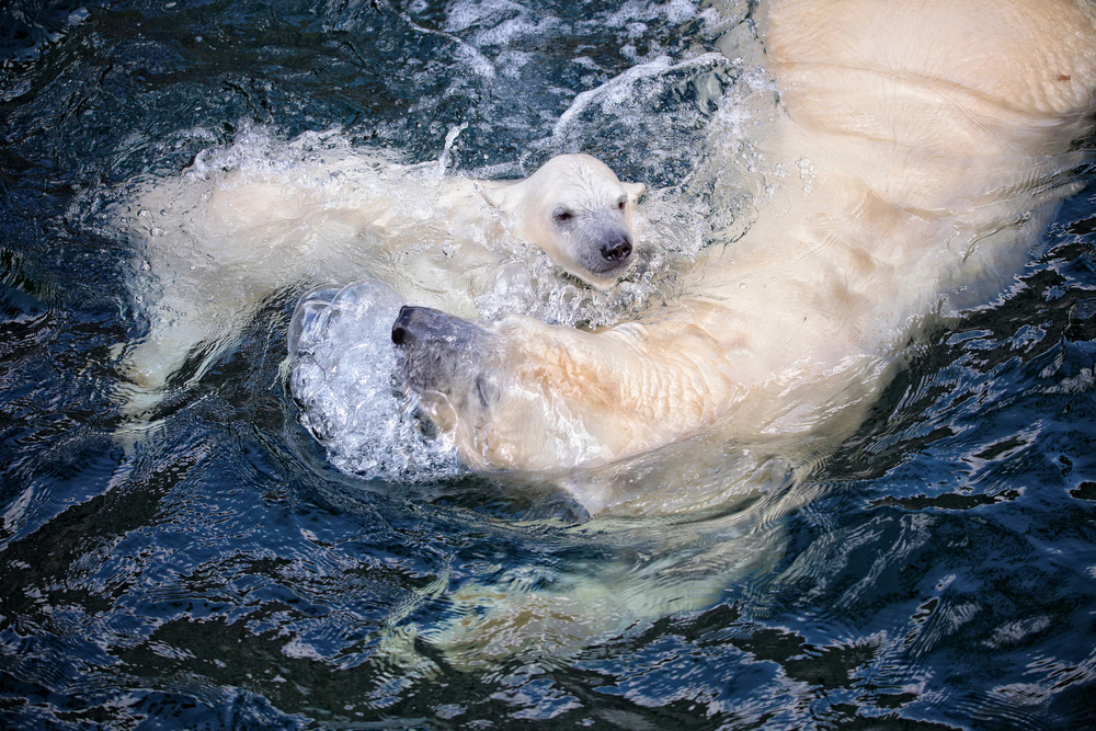 HER CUTENESS, swimming with mum von Antje Wenner-Braun