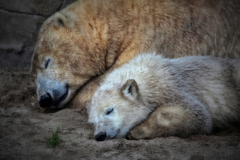 HER CUTENESS, togetherness ... von Antje Wenner-Braun