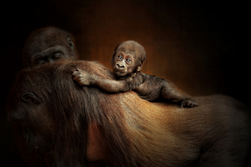 NEW LIFE von Antje Wenner-Braun