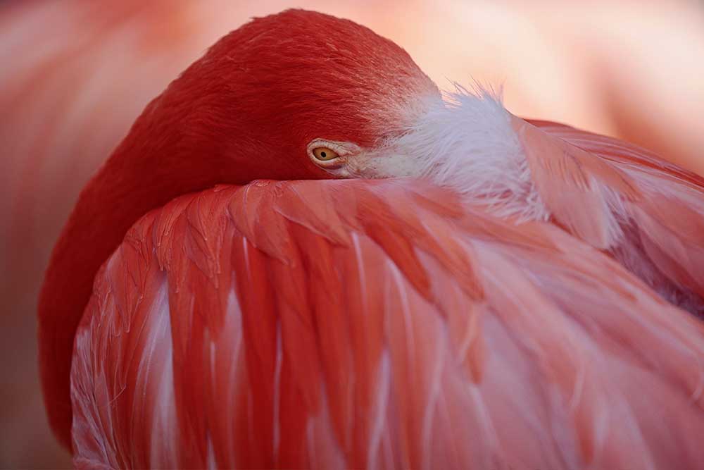 ROT von Antje Wenner-Braun