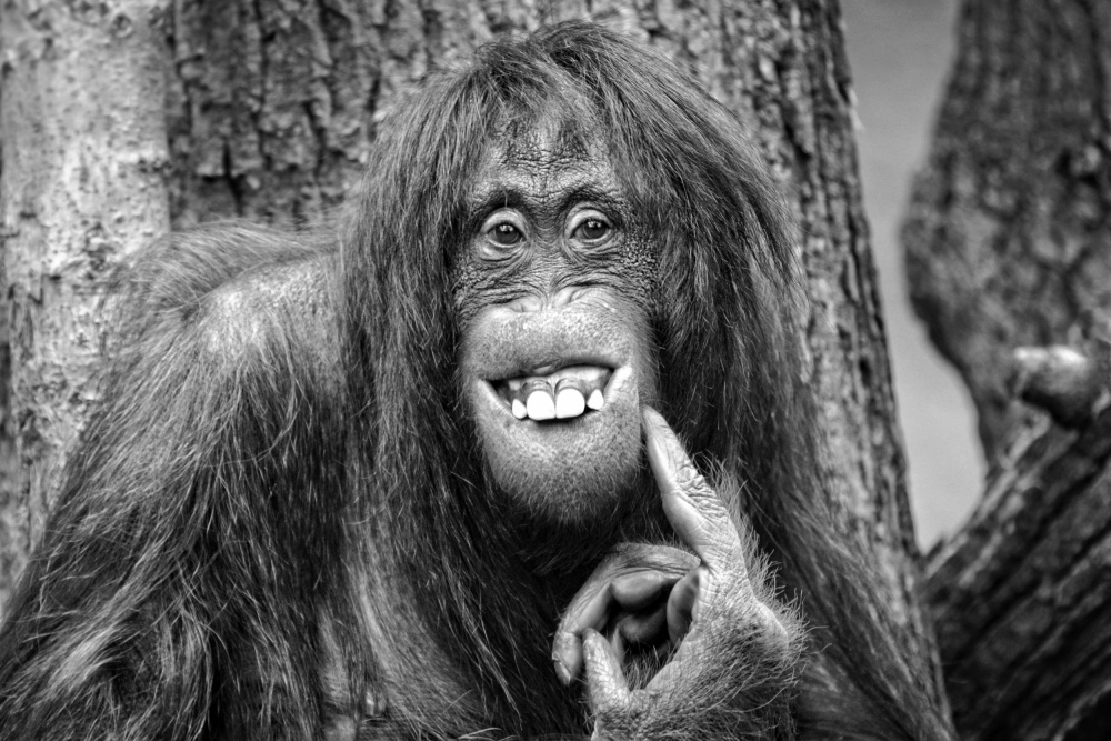 Shes got the look! von Antje Wenner-Braun