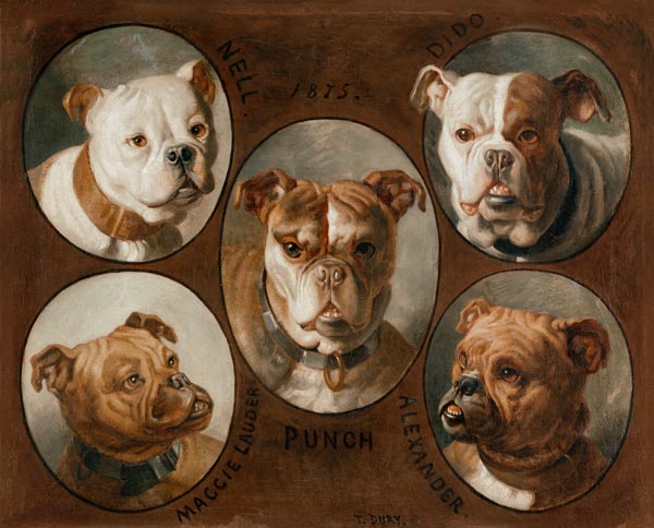 Nell, Dido, Punch, Maggie lauder and Alexander, English Bulldogs von Antoine Dury