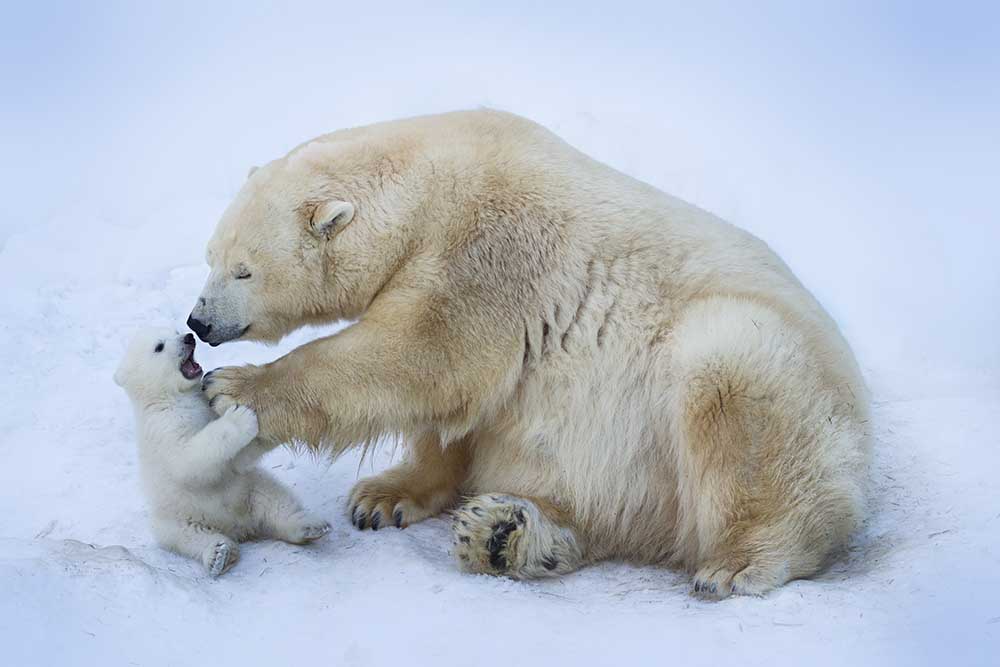 Eisbär mit Mama von Anton Belovodchenko