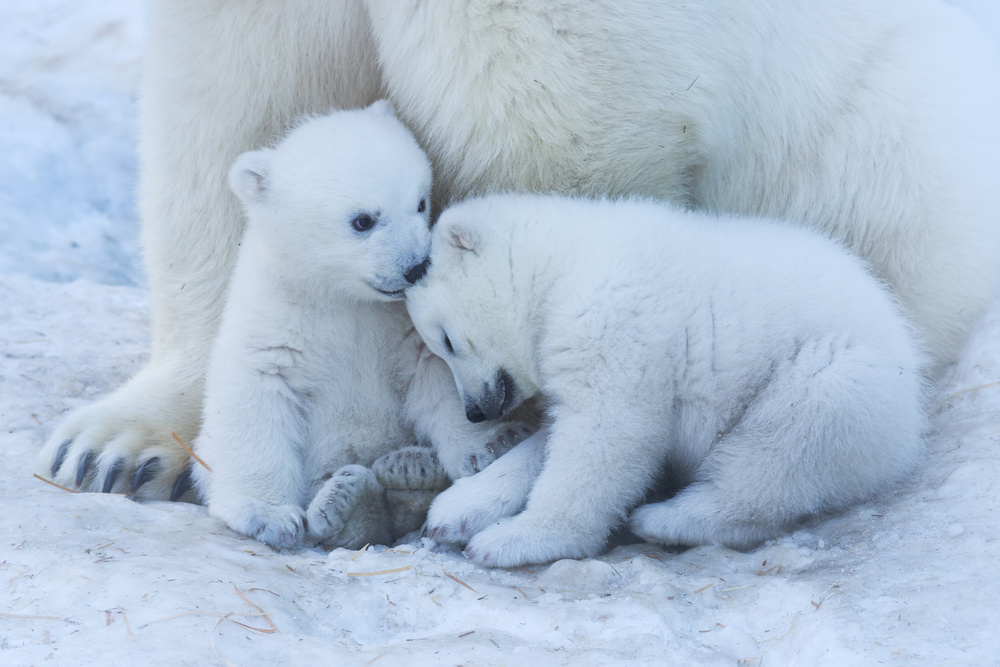 Polar bear cub von Anton Belovodchenko