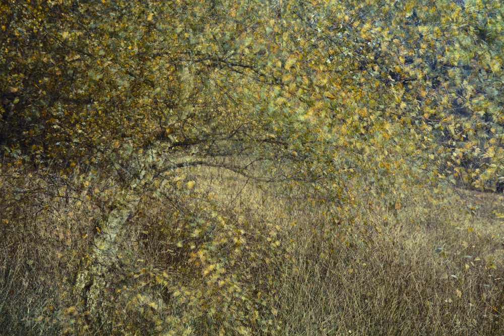 Motion tree von Anton Van Dongen