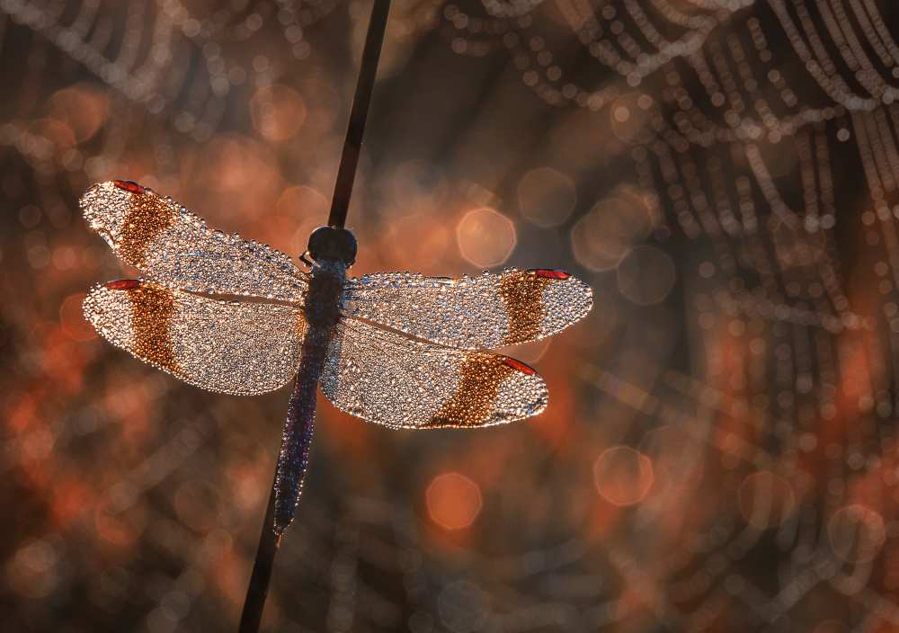 Man in red von Anton Van Dongen