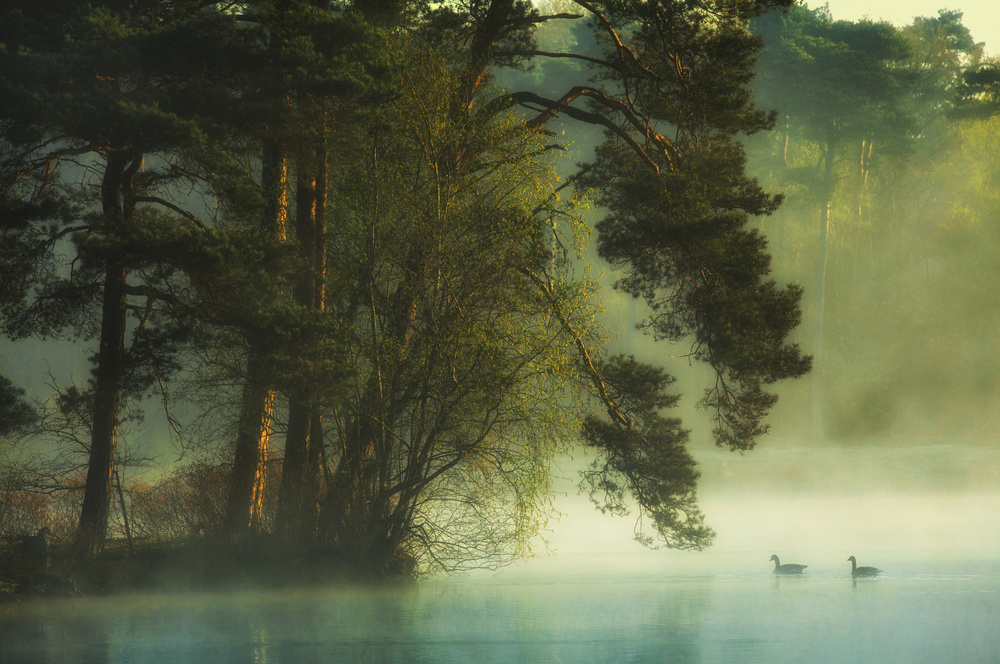 Dutch fen von Anton Van Dongen