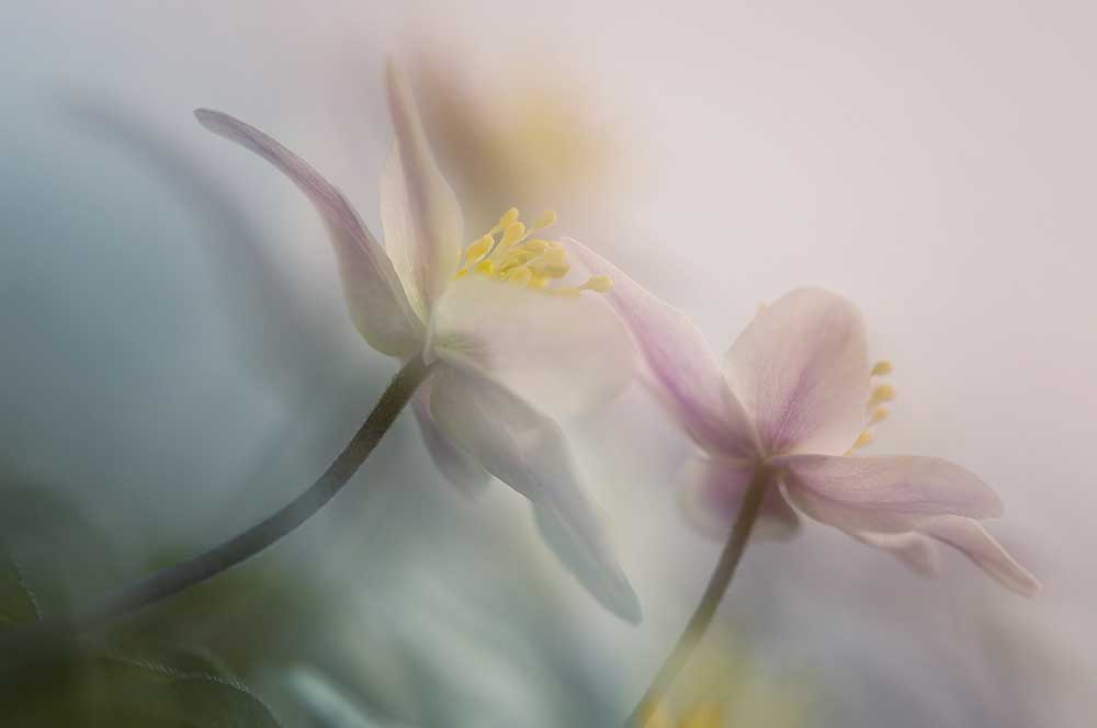 Sanft von Anton Van Dongen