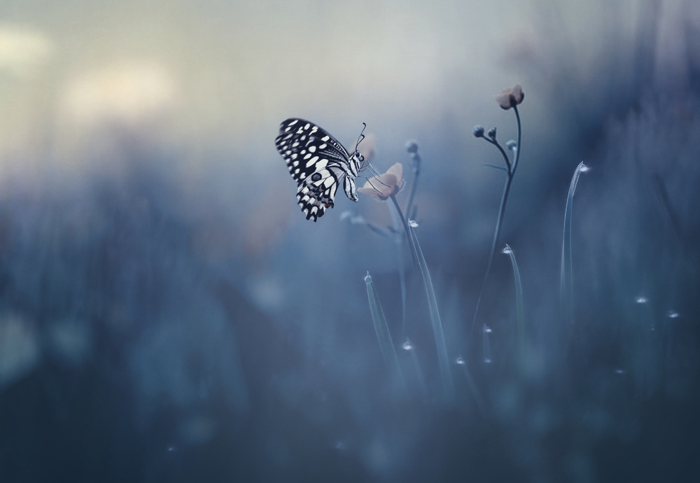 SOLITUDE von Anton Wahyudi