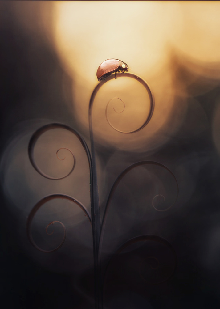 LADY BUG IN MOOD von Anton Wahyudi