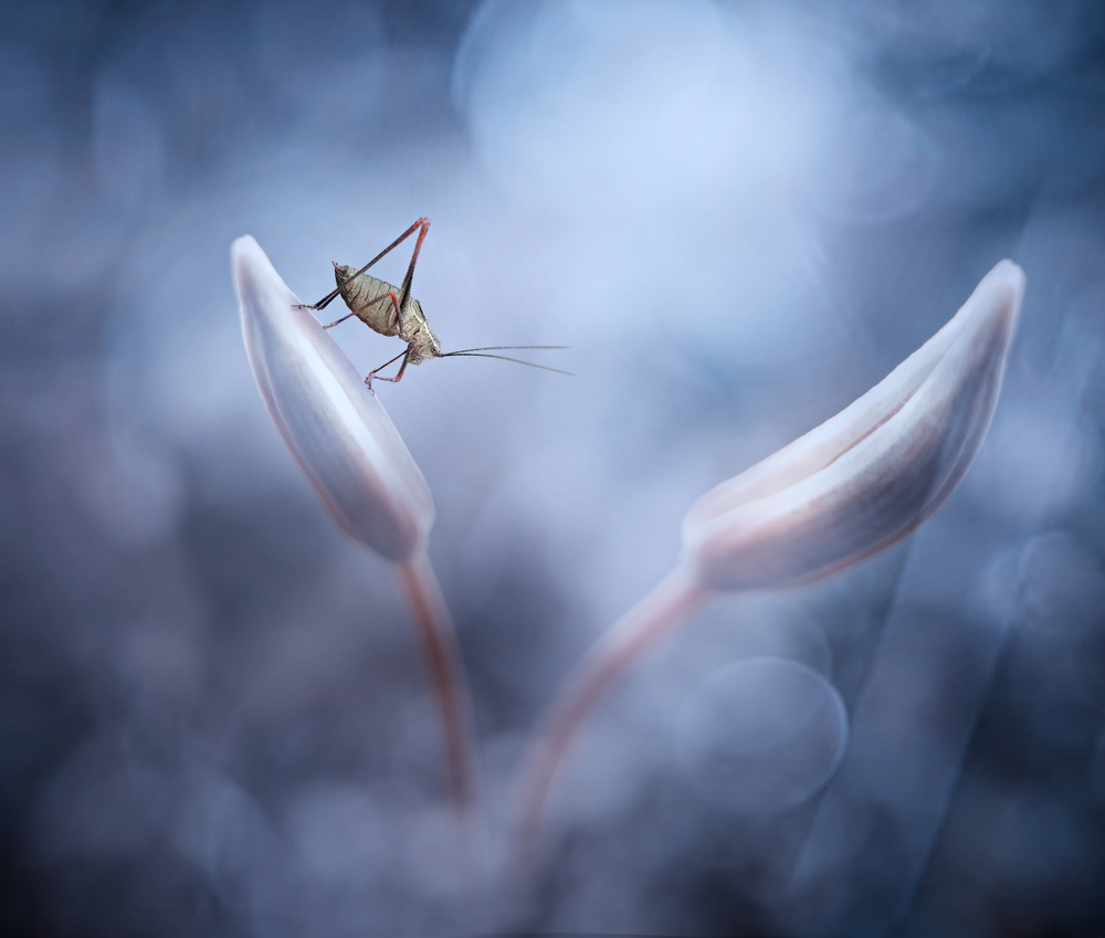 .:NT:. von Anton Wahyudi