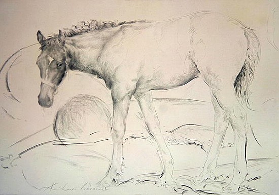 Horse at Coolmore, 1990 (charcoal on paper)  von Antonio  Ciccone