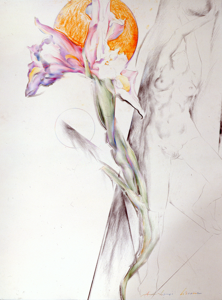 Iris - Composition II von Antonio  Ciccone