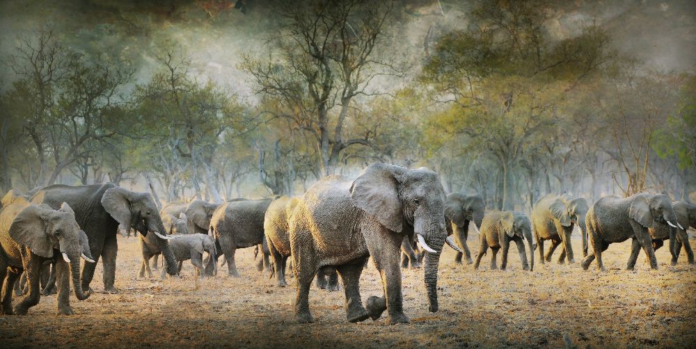 Ohne Titel von Antonio Grambone