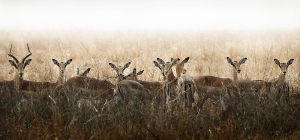 untitledl von Antonio Grambone