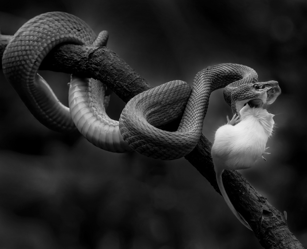 Gotchaa von Antonyus Bunjamin (Abe)