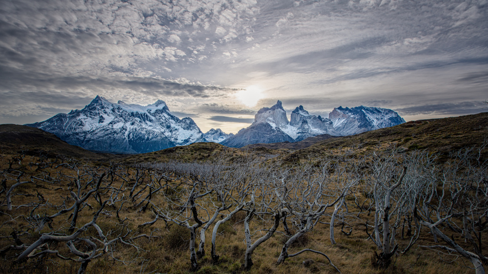 The trees von April Xie