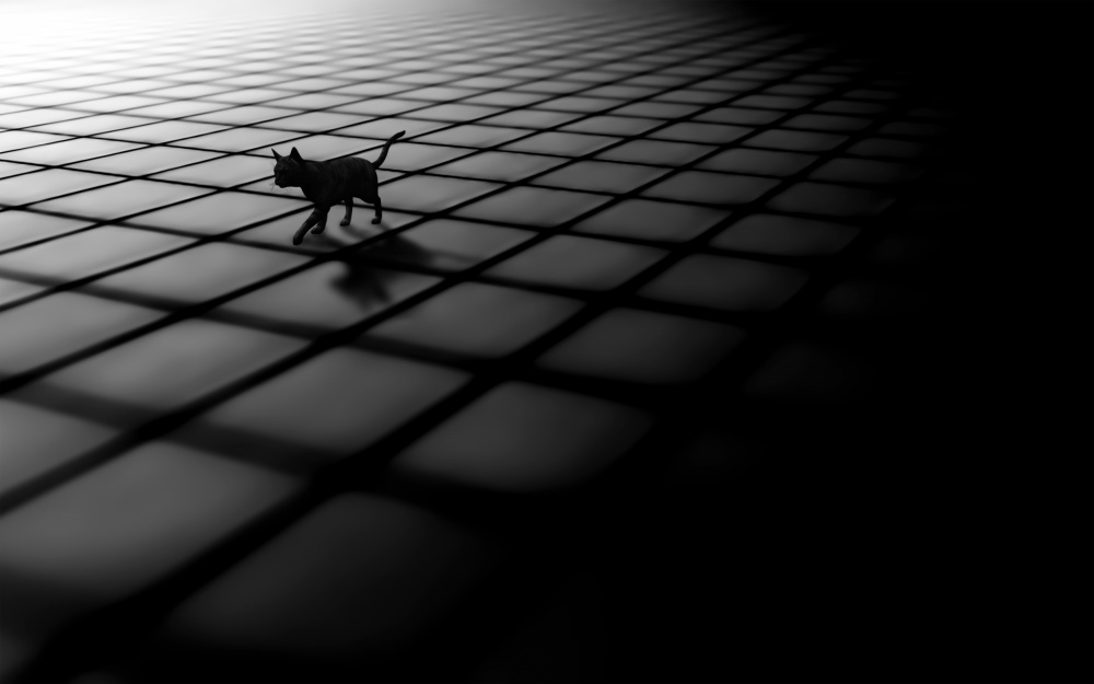 black cat von Arastoo Qadermazi