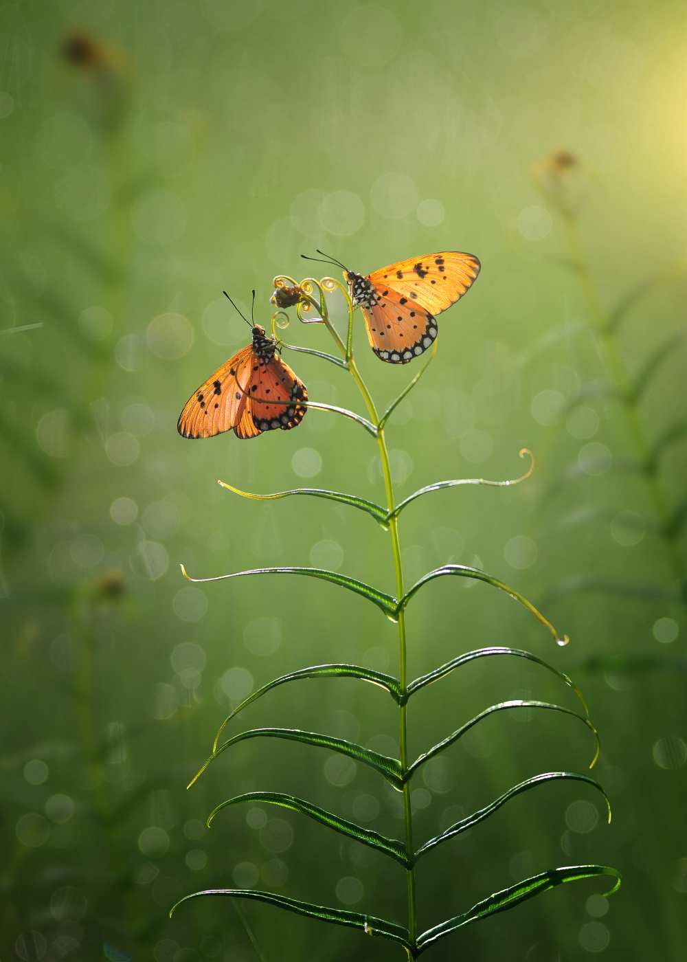 kupu kupu von Arief Setiawan