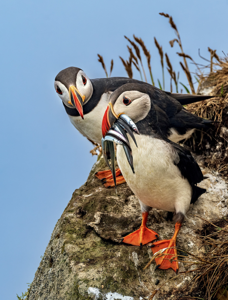 Envy - Can I Have Some? von Ariel Ling