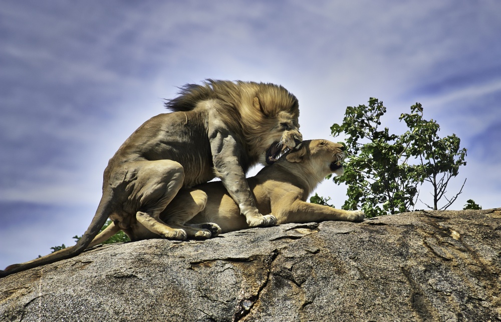 untitledl von Arif Rai