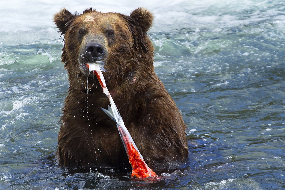 THE BIG FEAST von Arik Kaneh