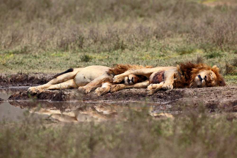 Warriors at rest von Arik Kaneh