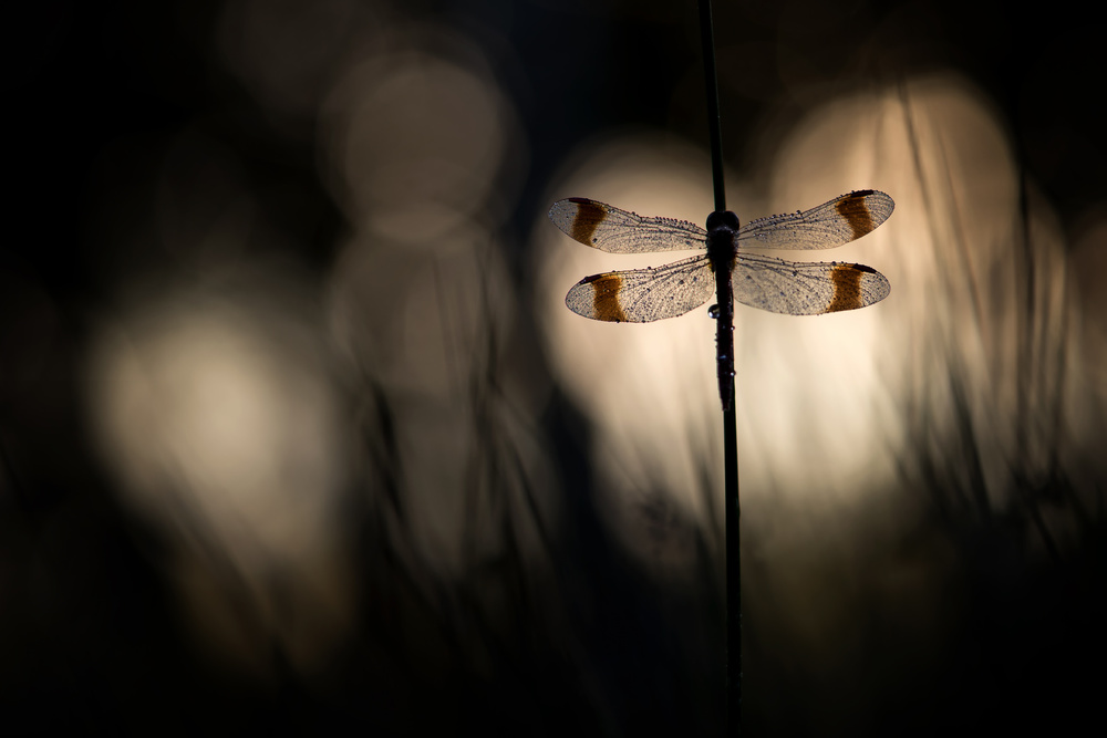 Playing with light von Arjo van Dijk