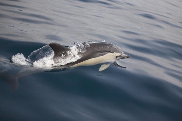 Common Dolphin von Arndt Manzel