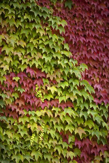 Herbst - Efeu von Arno Burgi