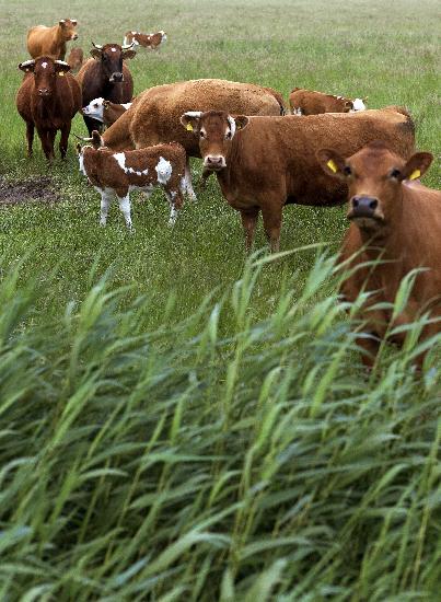 Kühe auf der Weide von Arno Burgi