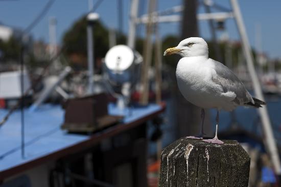 Möwe im Hafen von Arno Burgi