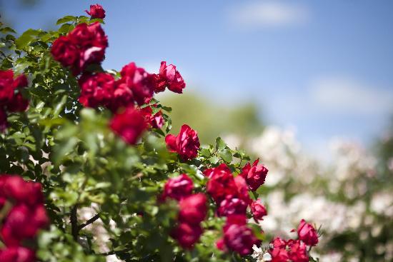 Rote Rosen von Arno Burgi