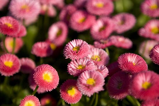 Tausendschönchen von Arno Burgi