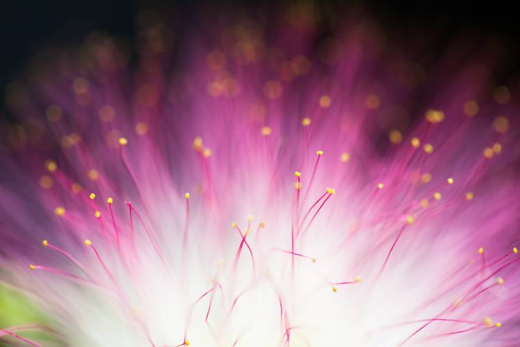 Elfin von Art Lionse