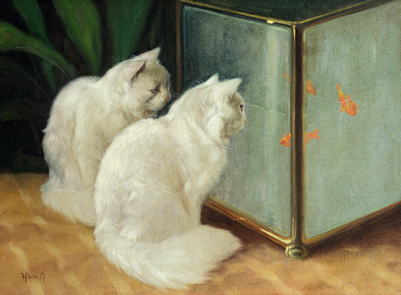 White Cats Watching Goldfish von Arthur Heyer