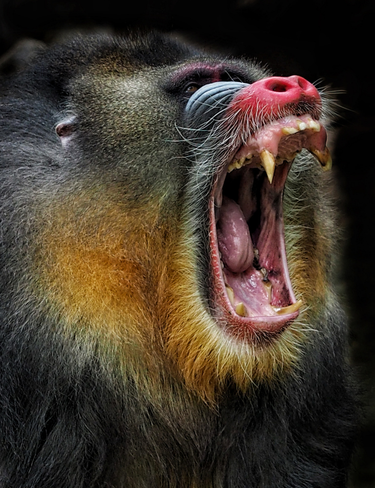 Yawn von Asa Satria Said