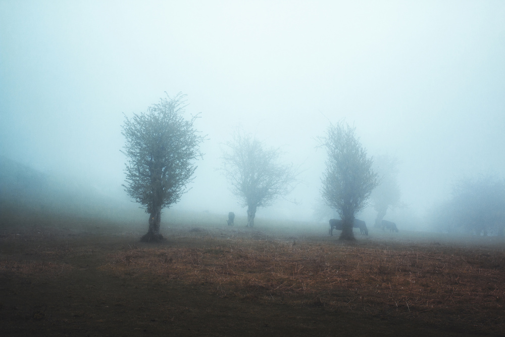 Hope von asef azimaie