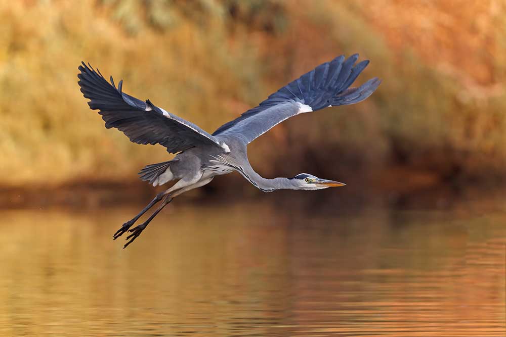 Ardea cinerea von Assaf Gavra