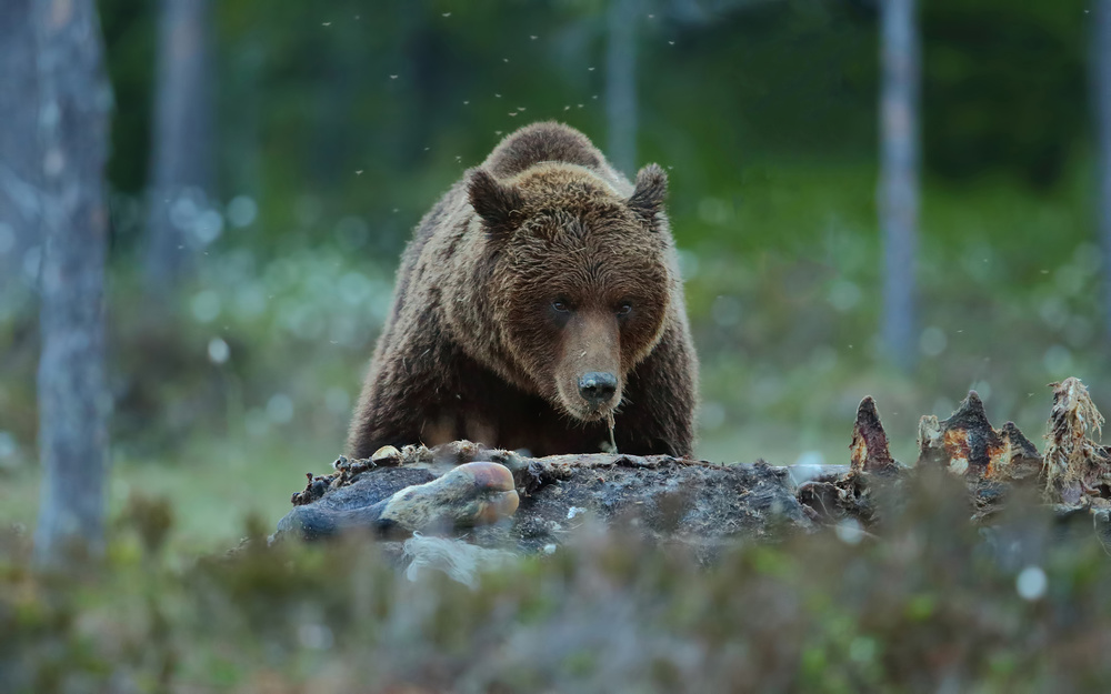 Brown Bear von Assaf Gavra