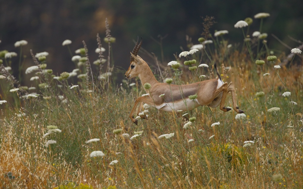 I Believe I Can Fly ... von Assaf Gavra