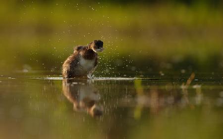 Little grebe