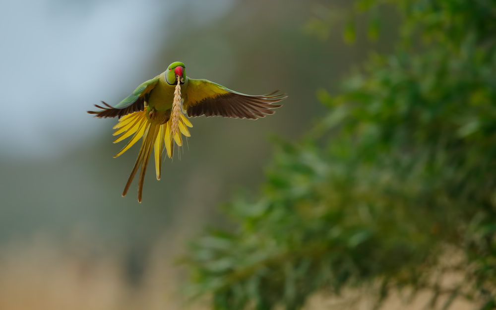 Rose ring Parakeet in flight von Assaf Gavra