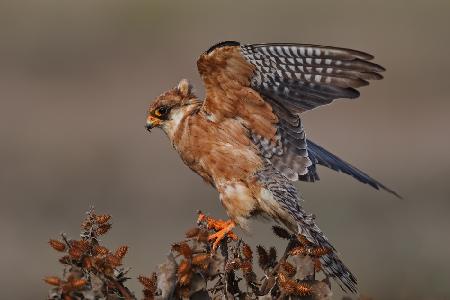 Red Foot Kestrel - Female