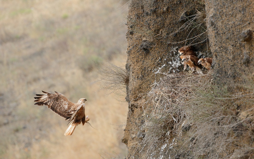 Skink Time - Long legged buzzard von Assaf Gavra